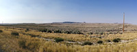 BUFFALO